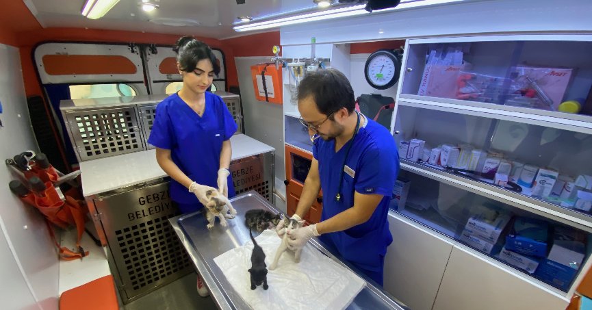 Sahipsiz hayvanların  muayenesini yapıyorlar