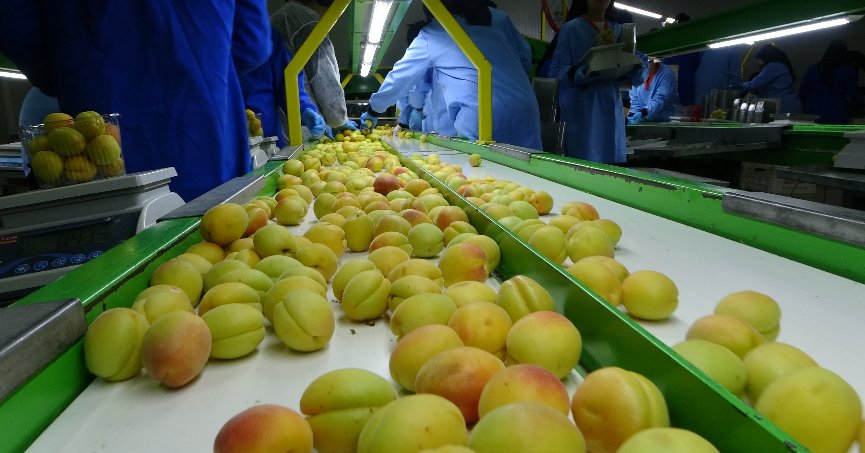 Avrupa’nın yaş kayısısı Malatya’dan