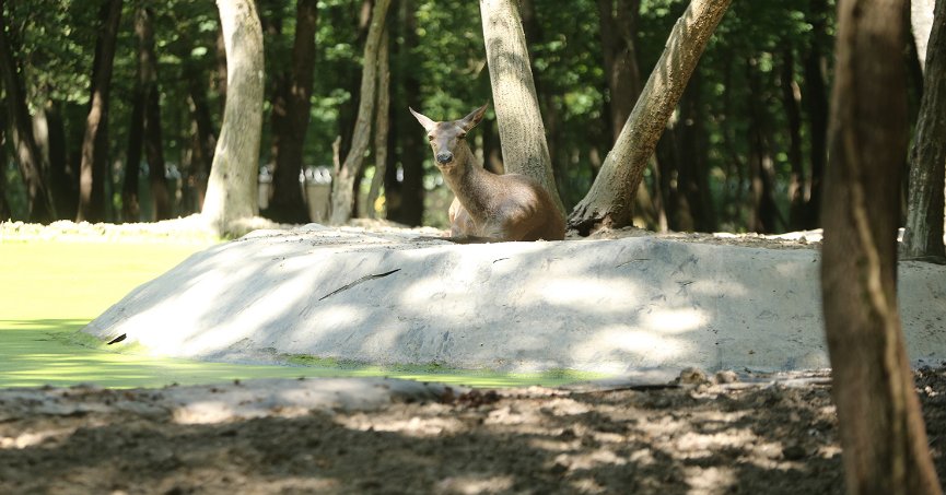 Kızıl geyiklerin soyu “kan değişimi”ile korunuyor