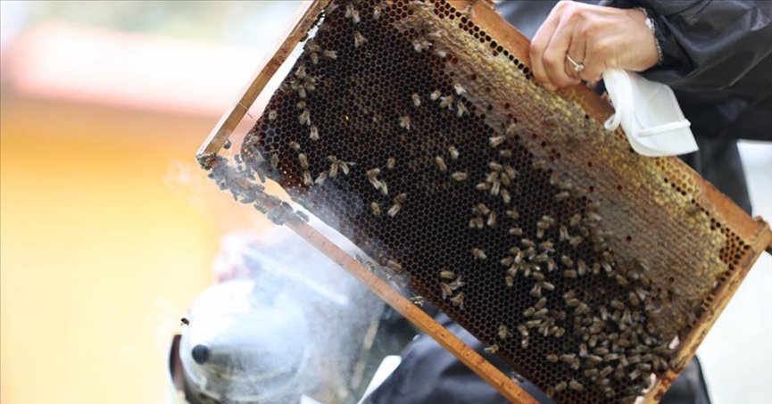 İklim değişikliği kestane balında rekolteyi düşürdü