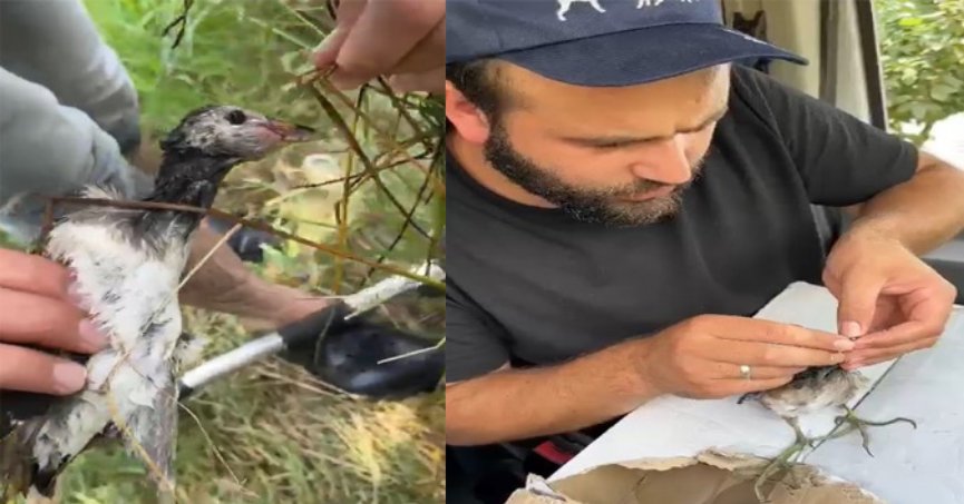 Olta iğnesi yutan yaban kuşu böyle kurtarıldı