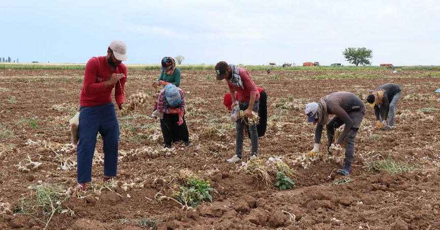 Yurtdışına ihraç olan organik  sarımsağı susuzluk vurdu
