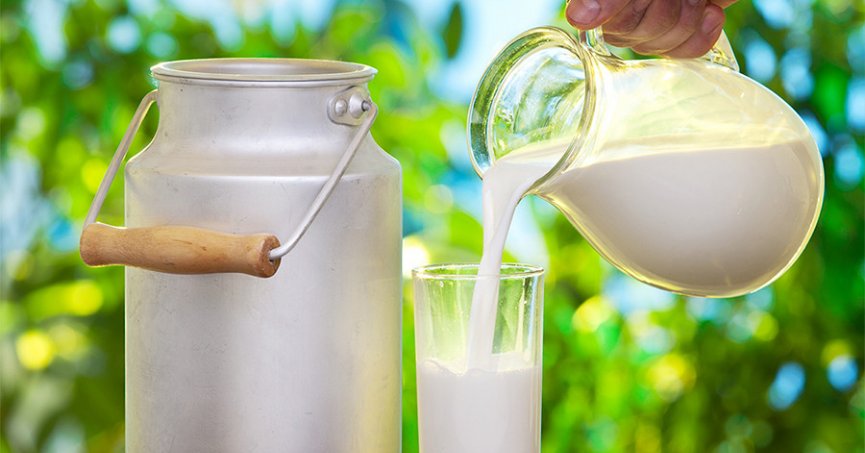 Toplanan inek sütü miktarı Haziran’da arttı