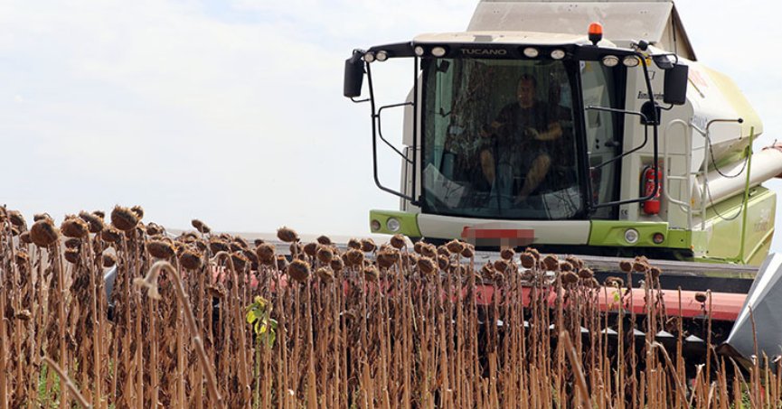 Erken ekim ayçiçeği hasat ediliyor