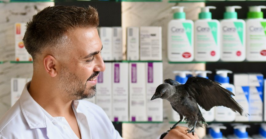 Karga yavrusu  mesai arkadaşı oldu