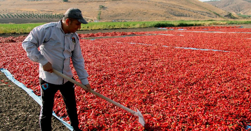 En acı hasat başladı