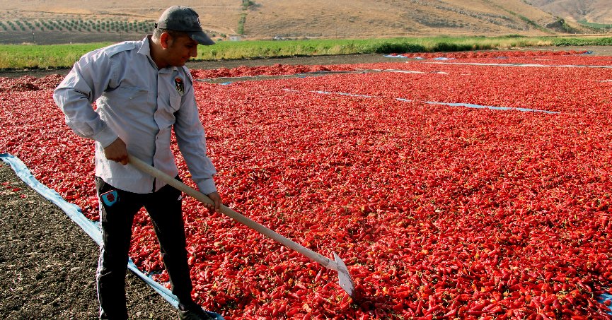 En acı hasat başladı