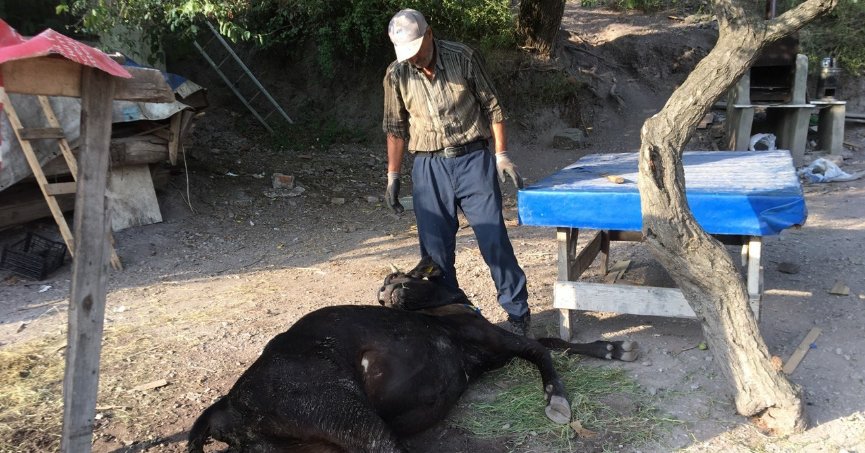 Küflenmiş ekmek yiyen inekler çatlayıp telef oldu