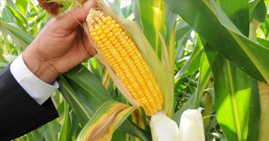 TMO mısır alımlarına başlıyor