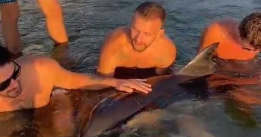 Denizin içinde 8 saat yunus nöbeti