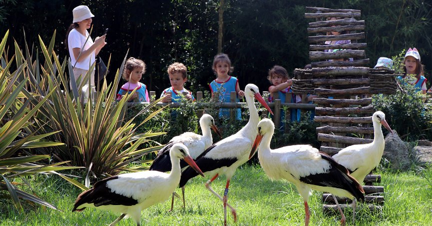 Ormanya’da tedavi edilen 53 leylek göç yoluna katıldı