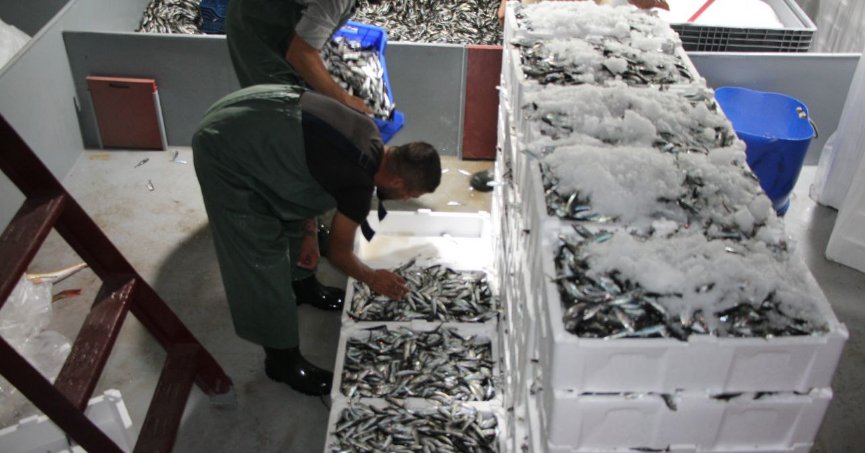 Balıkçıların ağları istavritle doldu