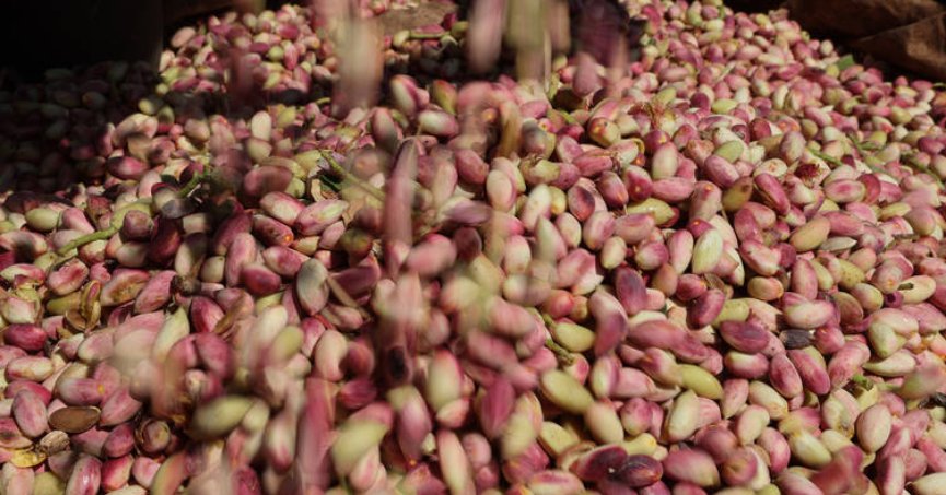 Antep fıstığında verim arttı