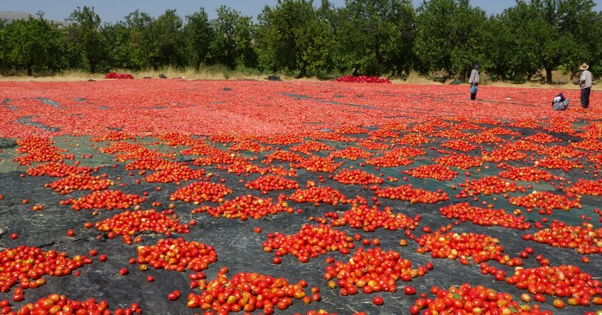 Kurutulmuş domatesler ihraç ediliyor