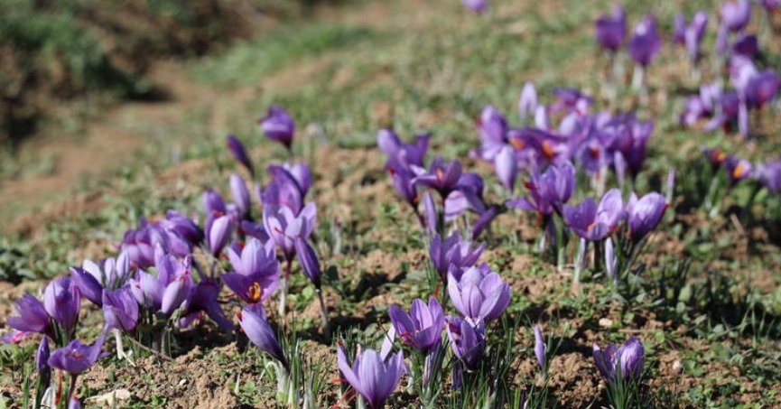Safranbolu safranı AB tarafından tescillendi