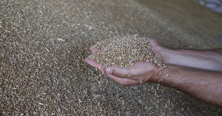 Türkiye’nin buğday üretimi 21,5 milyon tona ulaştı