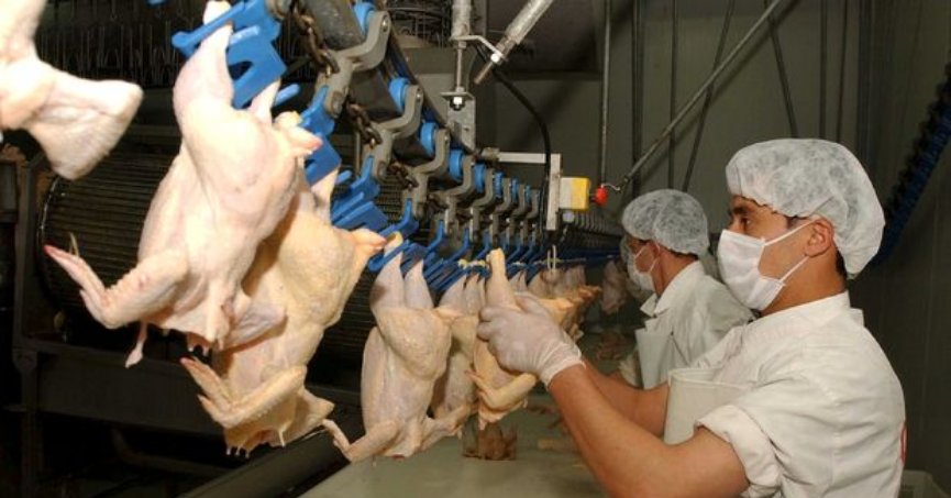 Tavuk eti üretimi Temmuz’da yıllık bazda yüzde 3,3 arttı