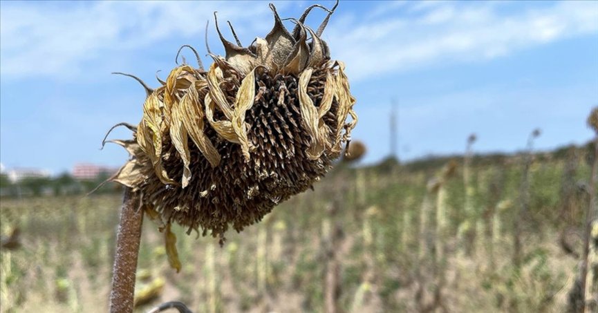 Kuraklık, ayçiçeğinde verim ve yağda kayıplara neden oldu