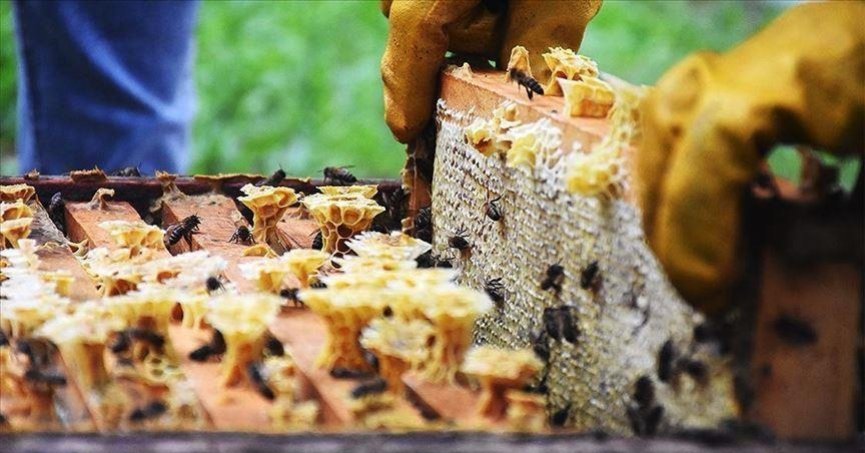 Doğu Karadeniz’den bal  ihracatı yüzde 90 arttı