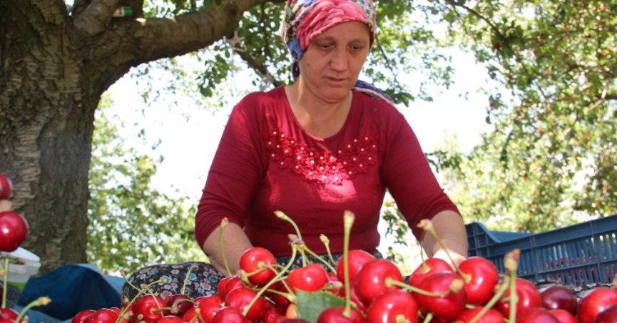 Kiraz ve domates  ihracatında rekor