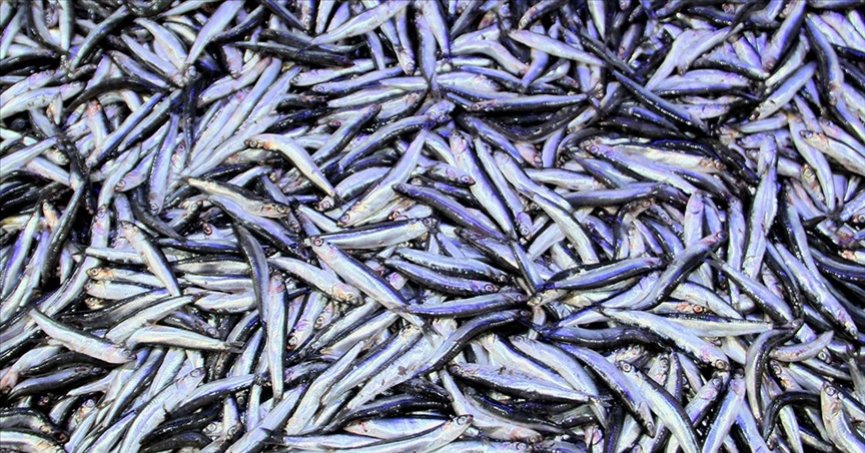 Hamsi ihracatından 8 ayda 8,3 milyon dolar gelir