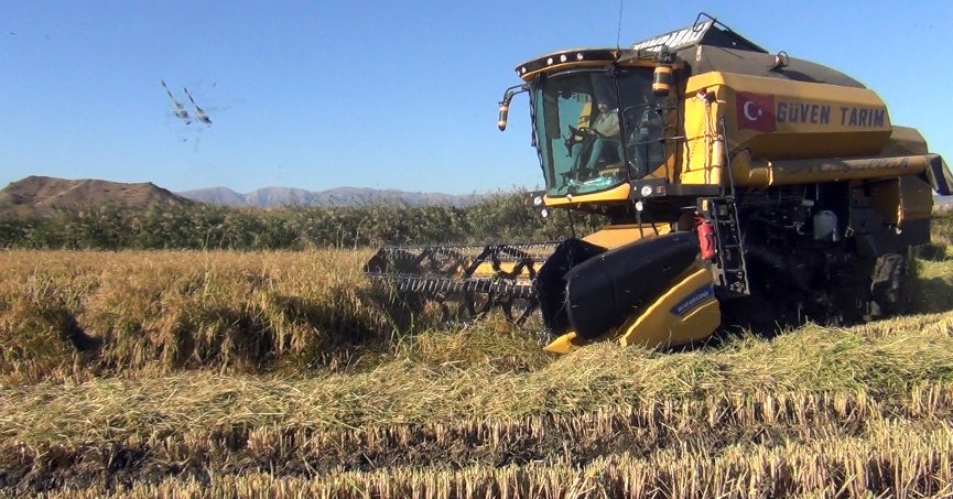 Osmancık’ta ‘beyaz altın’ın hasadı başladı