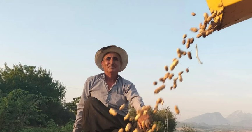 Yer fıstığı hasadı başladı