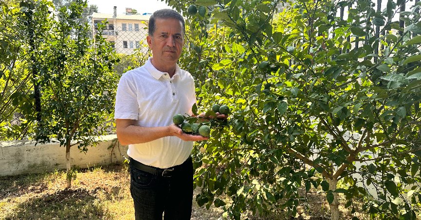 Mayer limon ağaçta kaldı