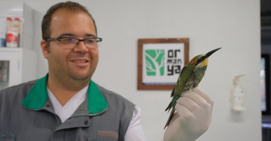 Arıkuşu Ormanya’da tedavi altına alındı