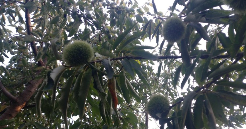 Kestane üreticisi bu yıl endişeli