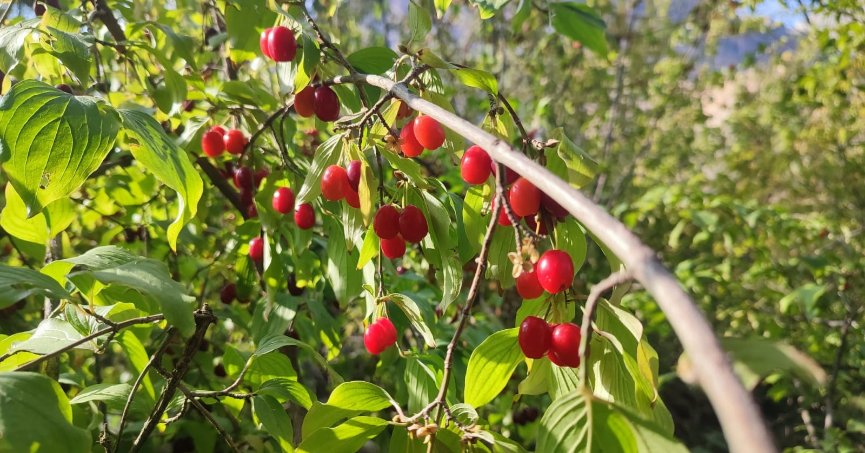 Şifa deposu kızılcıkta hasat zamanı