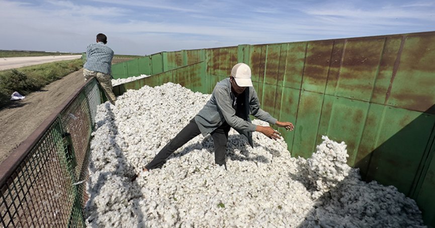 Çukurova’da pamukta rekolte yüzde 20 azaldı