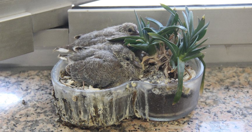 Zabıta müdürünün ofisindeki saksı kumrulara yuva oldu