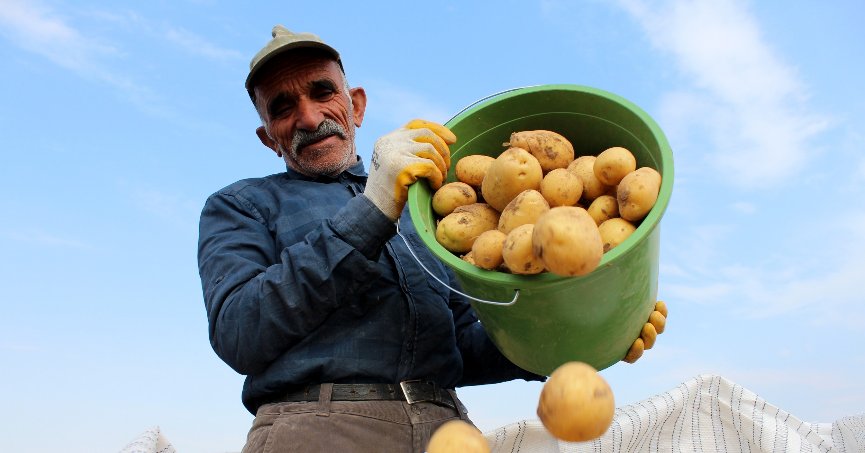 Sivas patates üretiminde rekora koşuyor