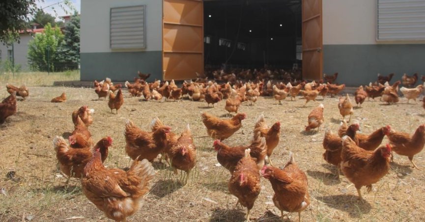 Tavuk eti üretimi azaldı