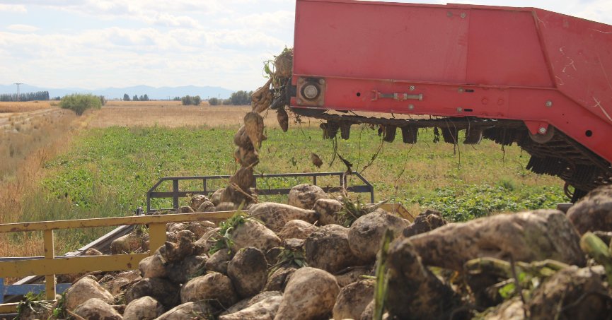 Konya’da 7 milyon ton pancar rekolte beklentisi
