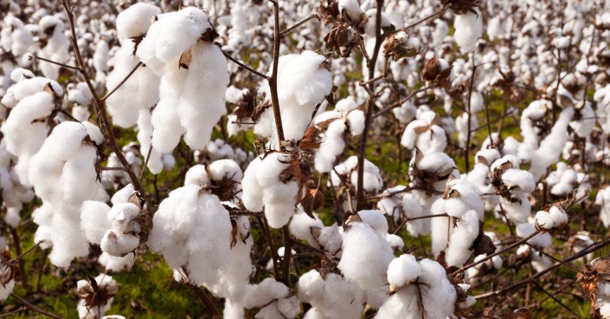 Ege Bölgesi’nde 179 bin ton pamuk üretimi bekleniyor