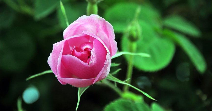 Isparta’da gül çiçeği alım fiyatı 51 liraya yükseltildi