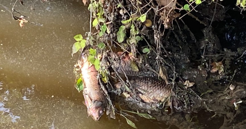 Deredeki balıklar telef oldu