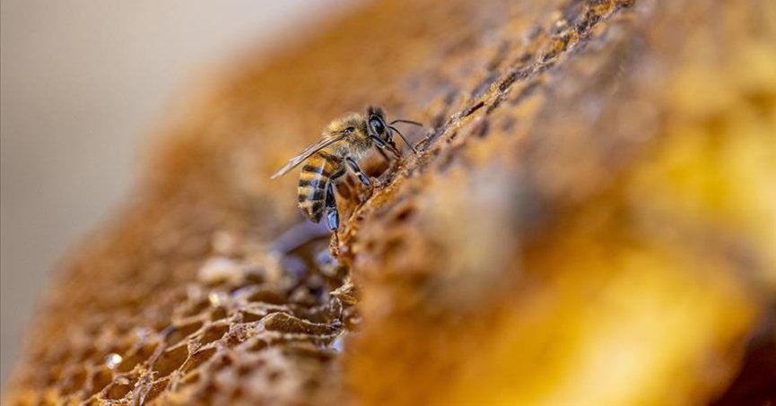 Organik arıcılık yapanlara kovan başına 30 lira destek