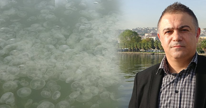 ‘İzmit Körfezi’nde görülen denizanaları tehlikeli değil’