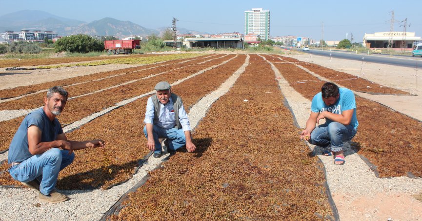 TARİŞ Üzüm Birliği kuru üzüm alım fiyatlarını artırdı