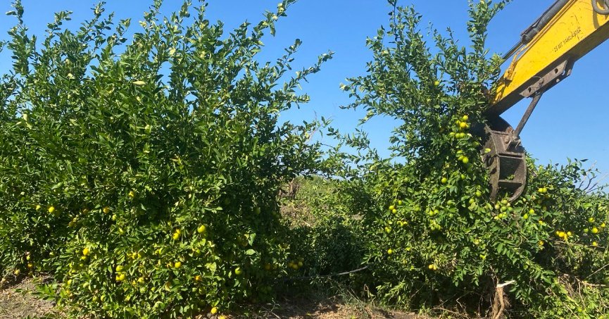 Kilosu 50 kuruşa düşen limon ağaçları sökülüyor