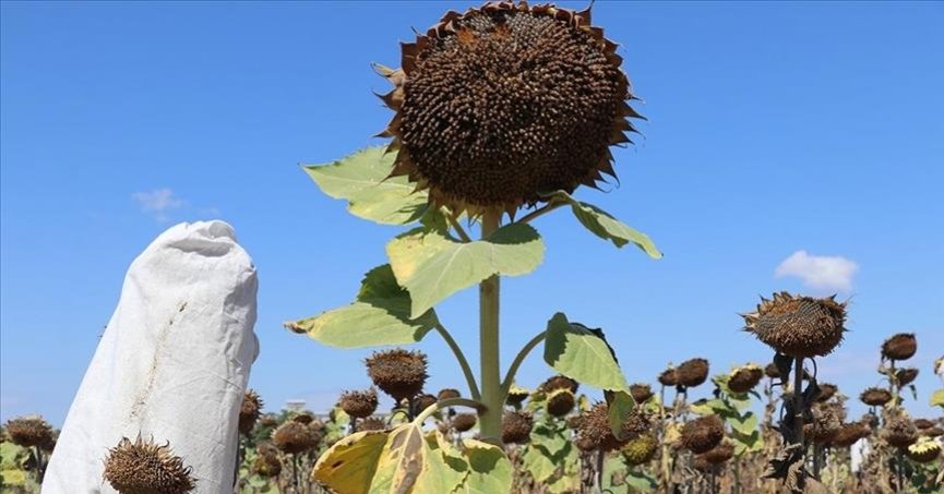 Yağlık ayçiçeği üreticilerine destek tutarı belli oldu