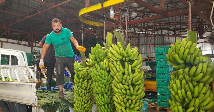Alanya’da muz rekoltesinin 150 bin tonu bulması bekleniyor