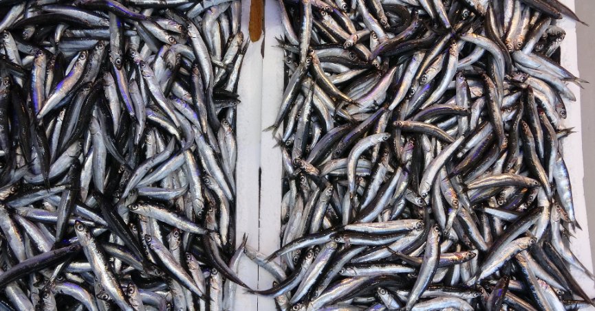 Türkiye’nin su ürünleri ihracatı ilk 9 ayda arttı