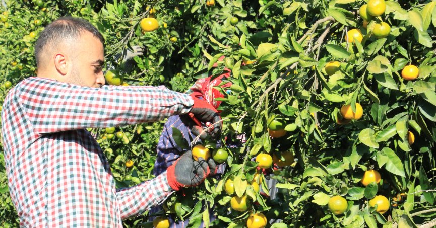 Mandalinada bu yıl verim yüksek, fiyat ucuz
