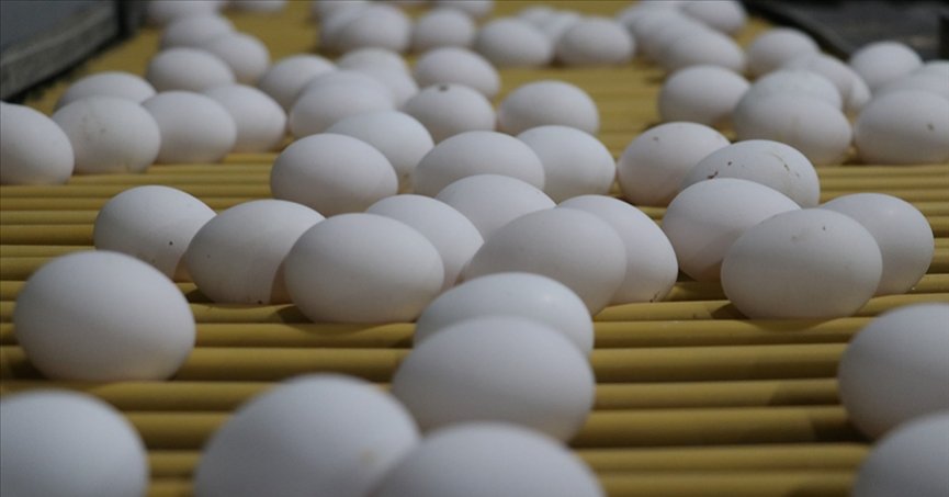Yumurta sektöründe 98 milyon liralık ceza