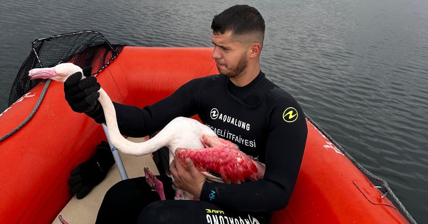 Kocaeli İtfaiyesi yaralı flamingoyu kurtardı