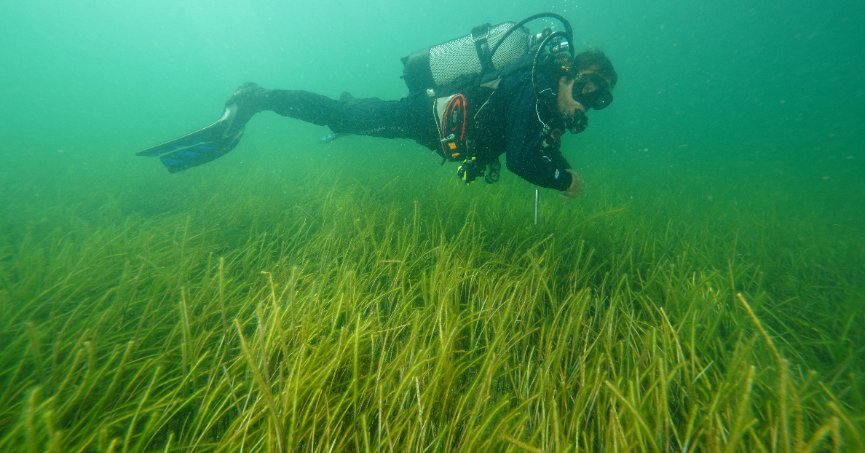 İzmit Körfezi’ndeki deniz çayırları görüntülendi